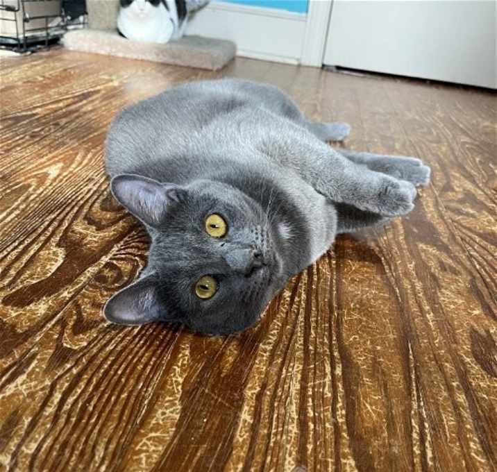 Photo of Otis