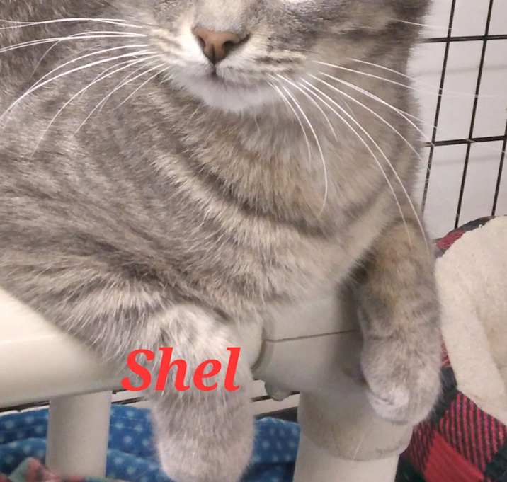 Photo of Shel Silverstone