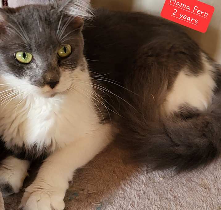 Photo of Fern