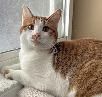 Photo of Sherbet
