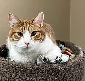 Photo of Tango