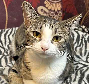 Photo of Tulip