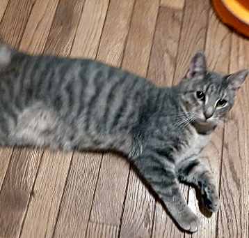 Photo of Frankie