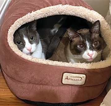 Photo of Pip and Ollie