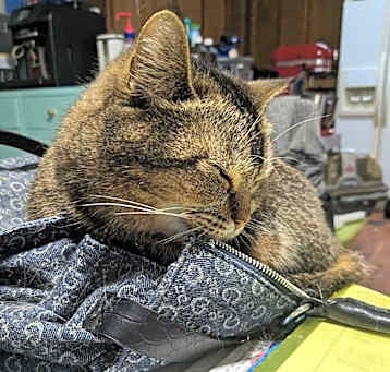 Photo of Totie
