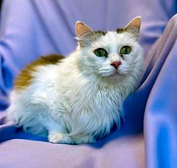 Photo of NALA