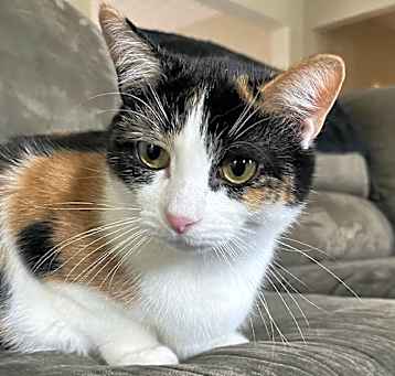 Photo of Amelia
