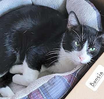 Photo of Bonsai
