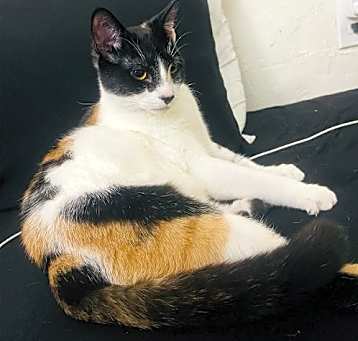 Photo of Cora