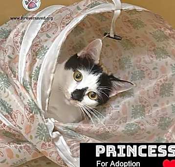 Photo of Princess