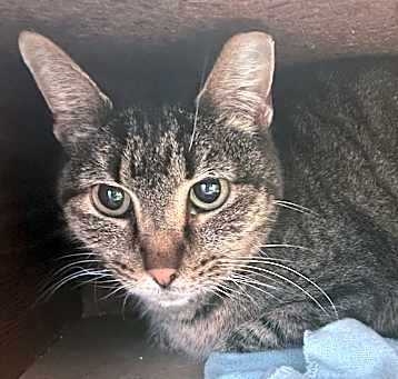 Photo of Mittens
