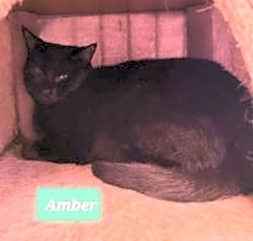Photo of Amber