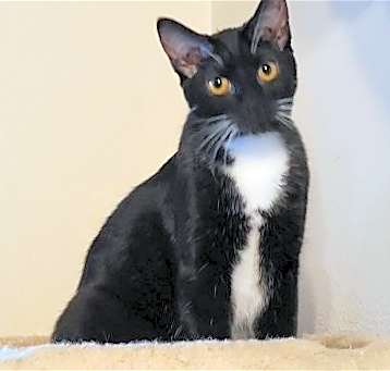 Photo of Tulip (Napa HM)