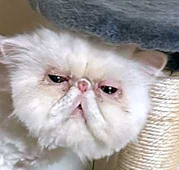 Photo of Whitey