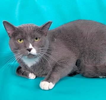 Photo of Scooter