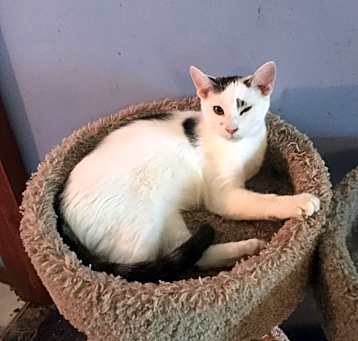 Photo of 1 spot/2 spot bonded pair