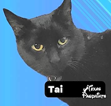 Photo of Tai