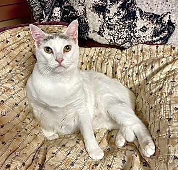 Photo of Cotton
