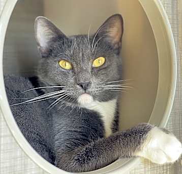 Photo of Abba (bonded to Bjork)