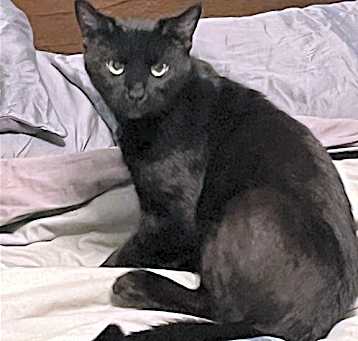 Photo of Comet