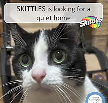 Photo of Skittles