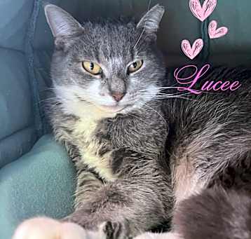 Photo of Lusee