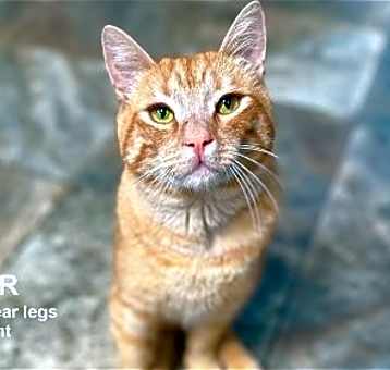 Photo of Copper