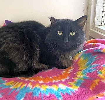 Photo of Fluffy B