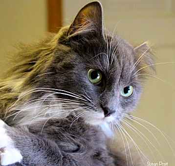 Photo of Prissy