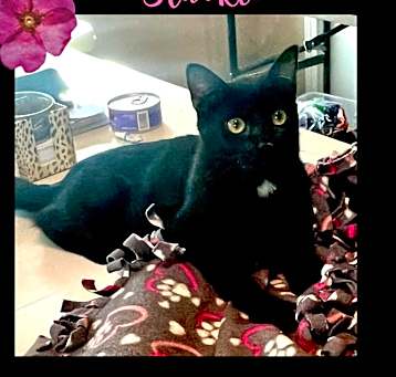 Photo of Blackie