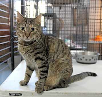 Photo of Chipper
