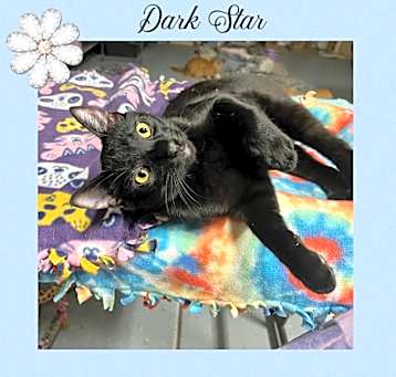 Photo of Dark Star