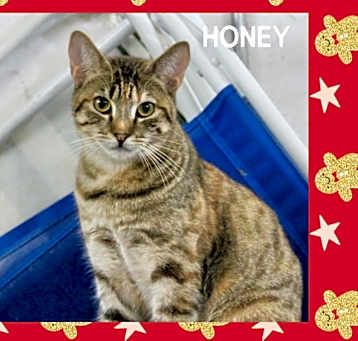 Photo of Honey