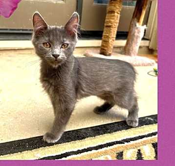 Photo of Misty