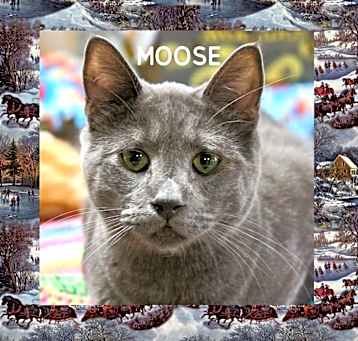 Photo of Moose