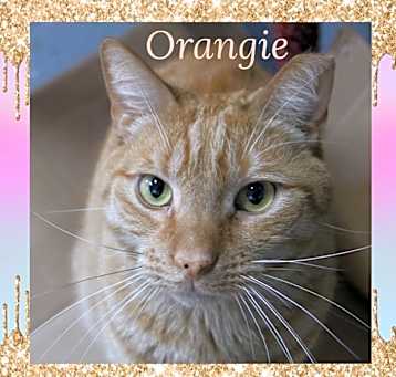 Photo of Orangie