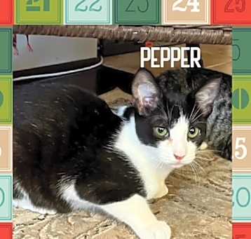 Photo of Pepper
