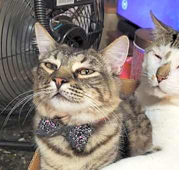Photo of Thunder (bonded with Broccoli)