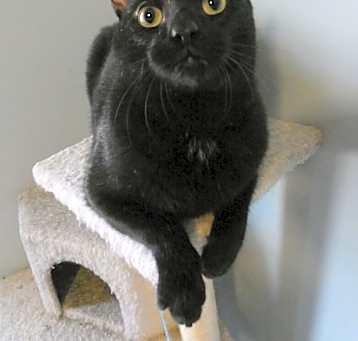 Photo of Princeton (Kole)