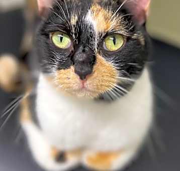 Photo of Blossom
