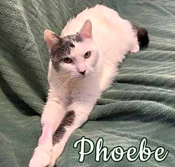 Photo of Phoebe