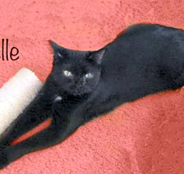 Photo of Belle K Foundinshed