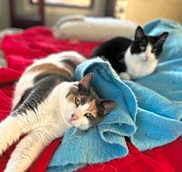 Photo of Patty Poe bonded w Lucy