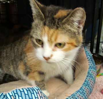 Photo of Crystal