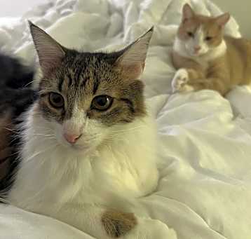 Photo of Luffy (bonded to Stewie)