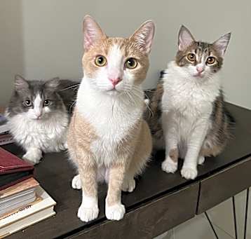 Photo of Stewie (bonded to Luffy)