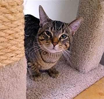 Photo of Simba