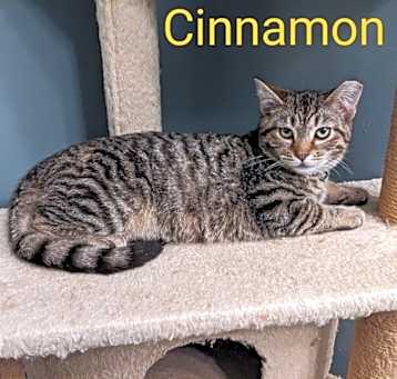 Photo of Cinnamon