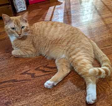 Photo of Rusty