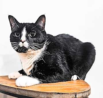 Photo of Sylvester